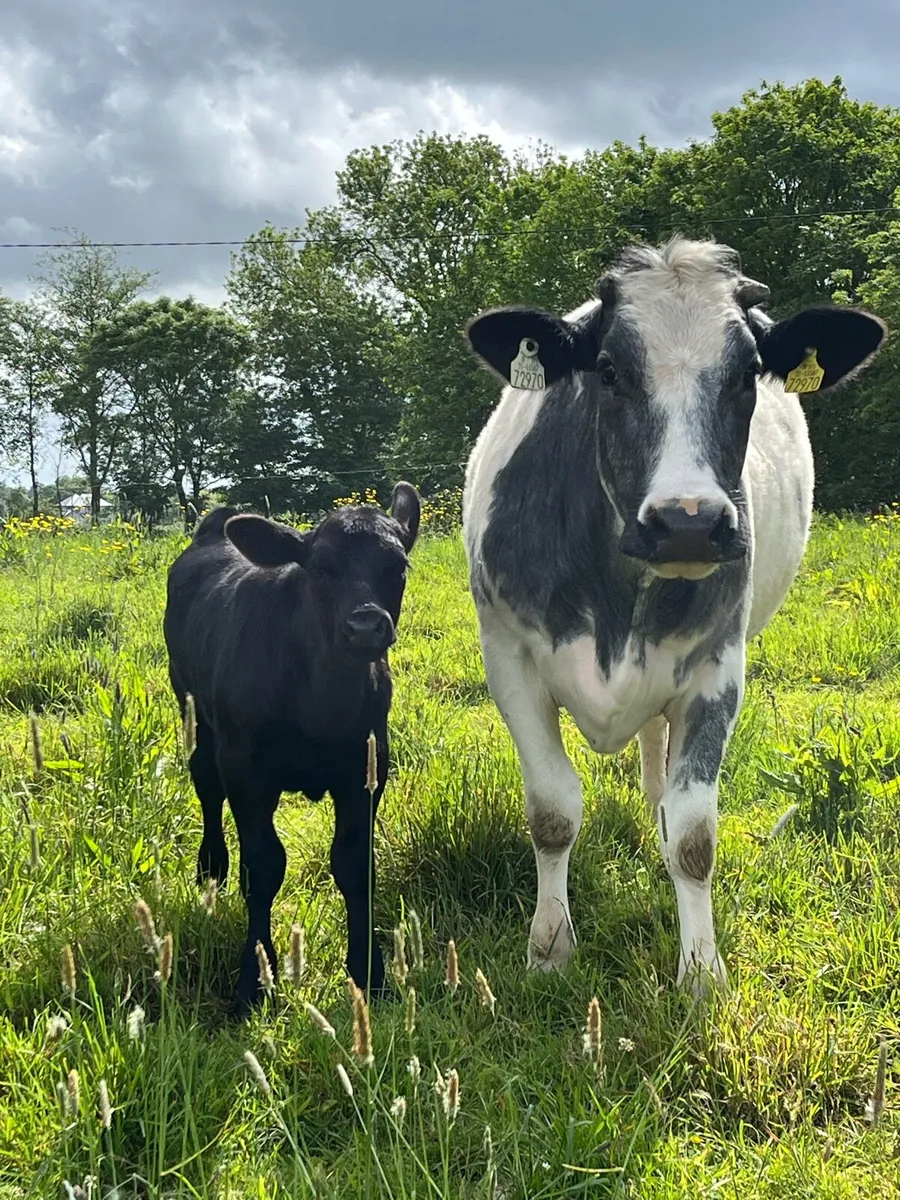 BB cow and calf - Image 4