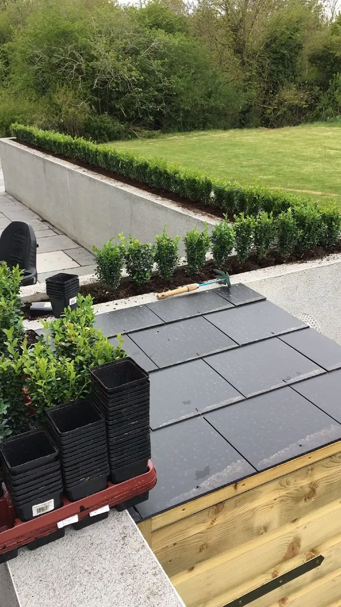 Box Hedging - Image 1
