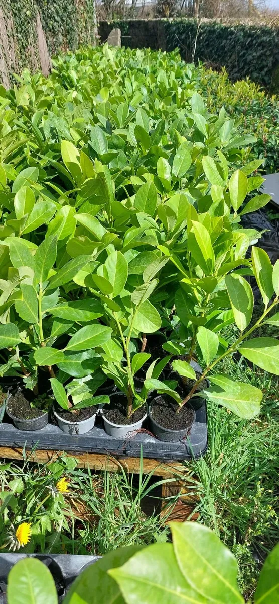 Laurel Hedging - Image 1
