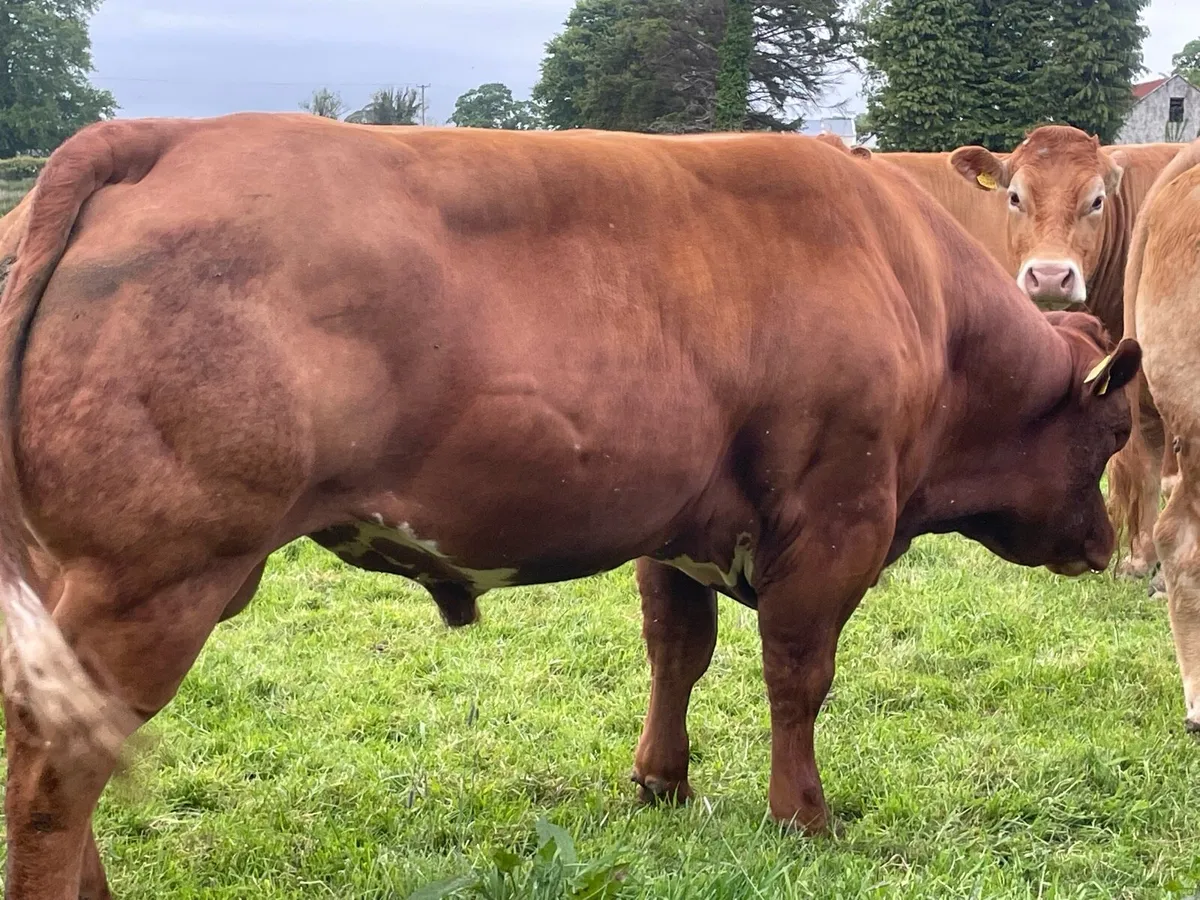 Bulls - Image 2