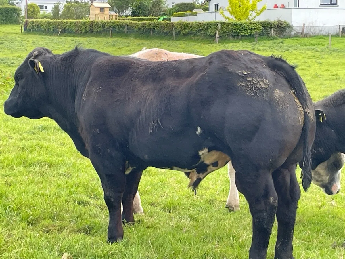 Bulls - Image 4