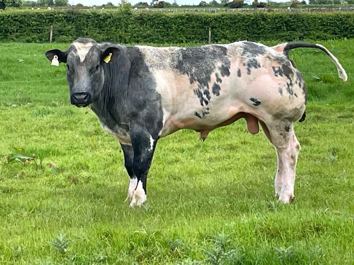 Bulls - Image 4