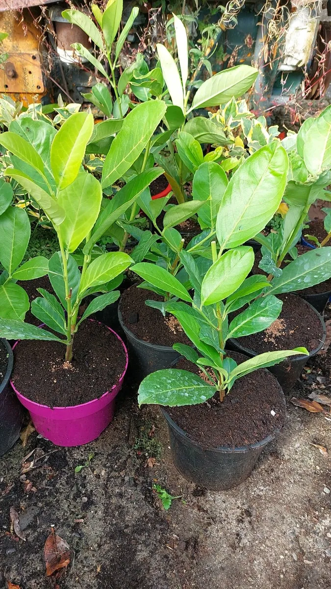 Laurel Hedging