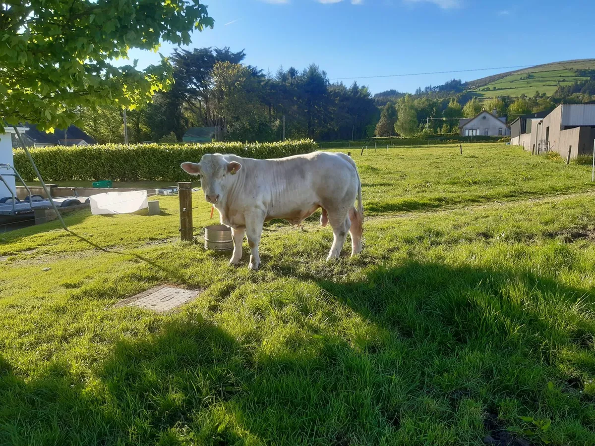 ***Pbr Charolais Bull - Image 1