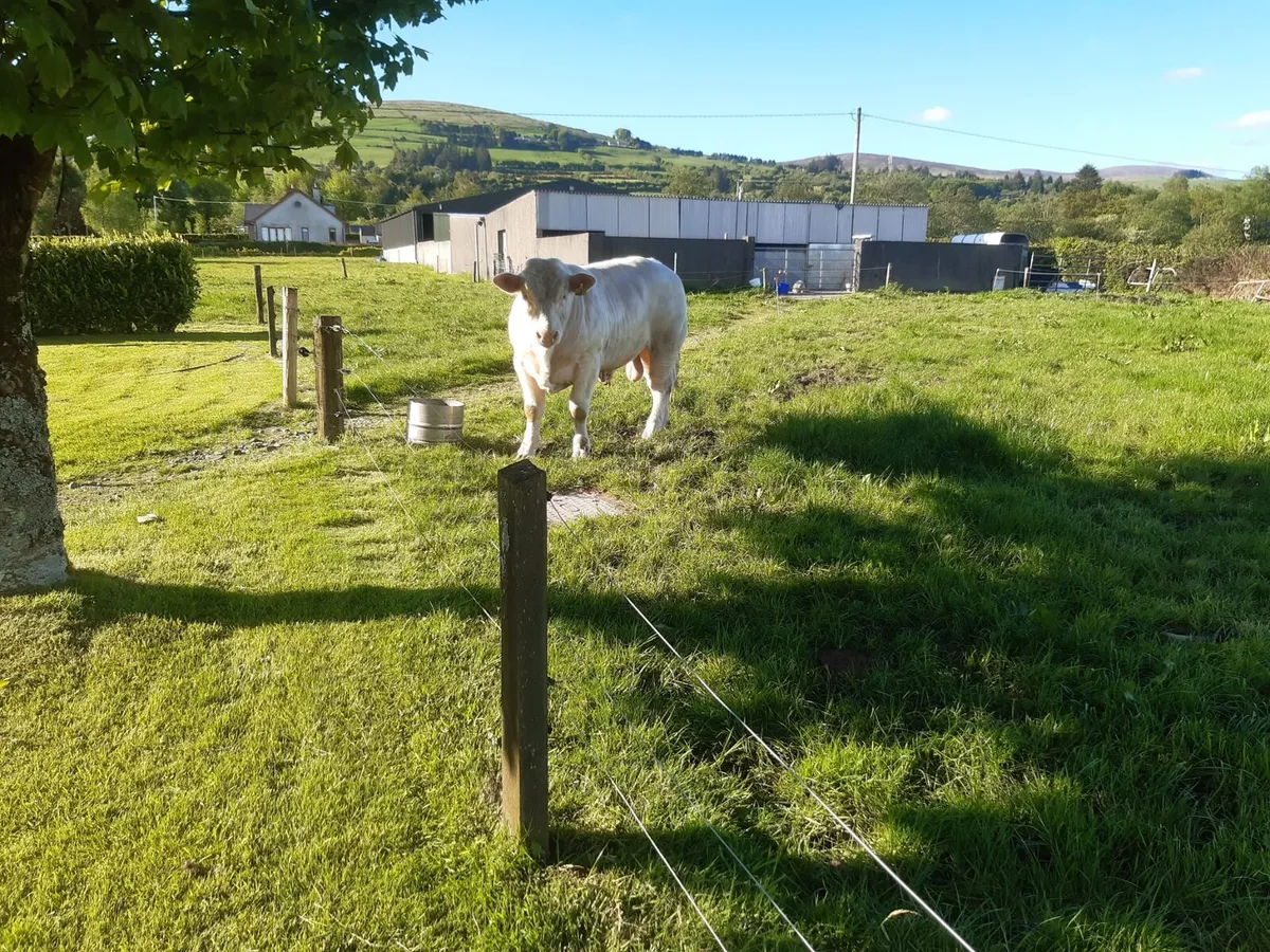 ***Pbr Charolais Bull - Image 4