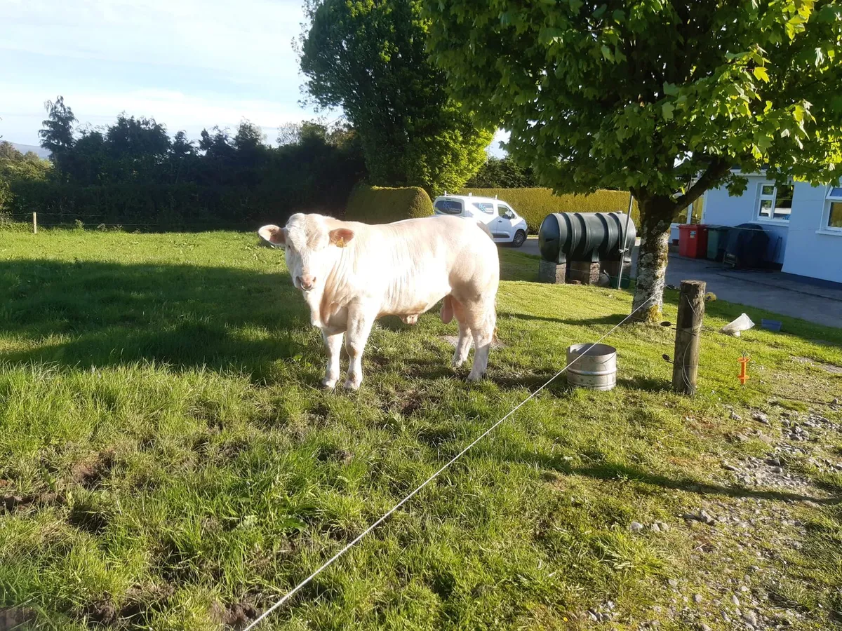 ***Pbr Charolais Bull - Image 2