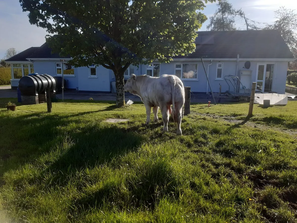 ***Pbr Charolais Bull - Image 3