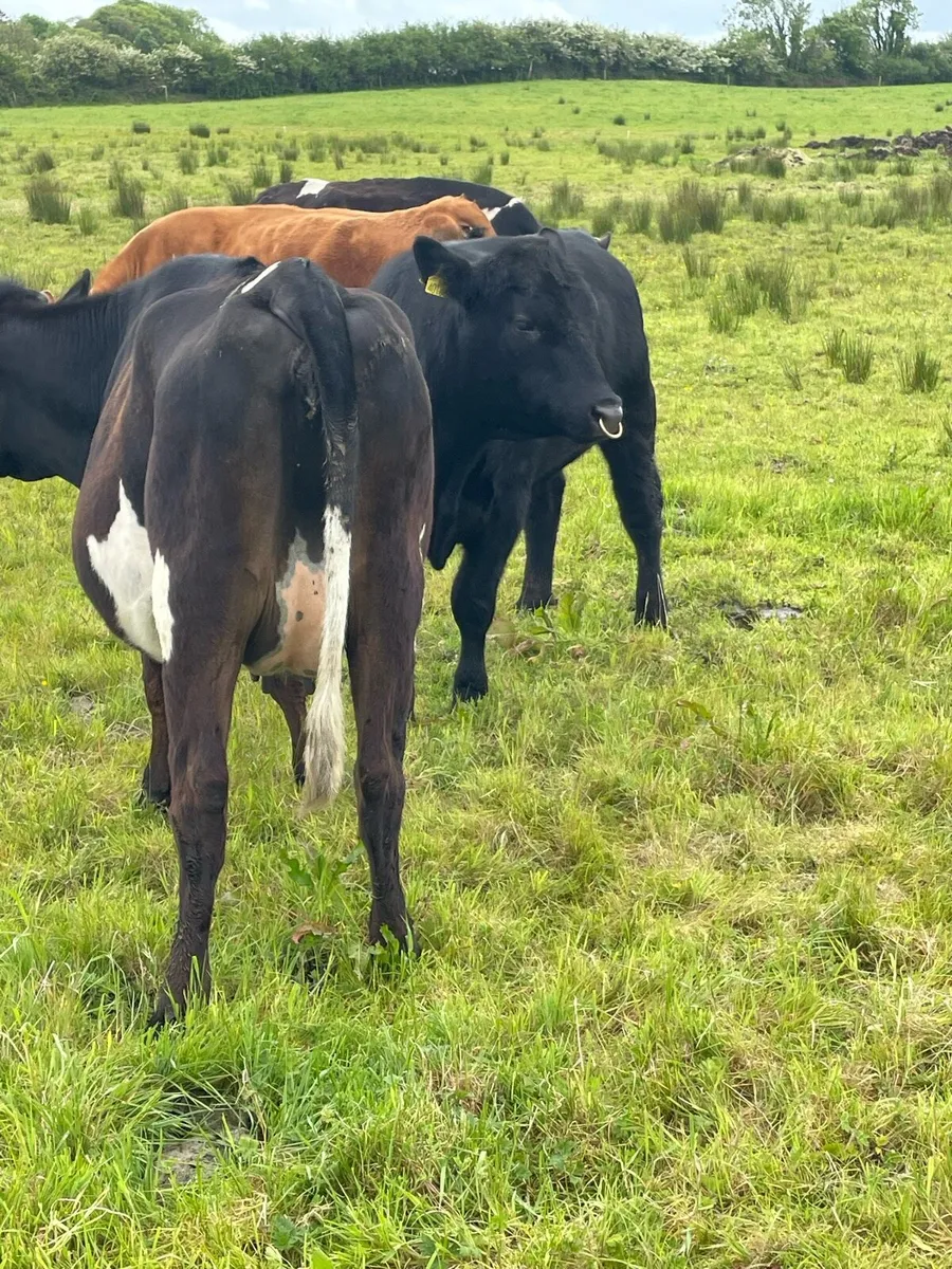In calf friesan in calf heifers - Image 2