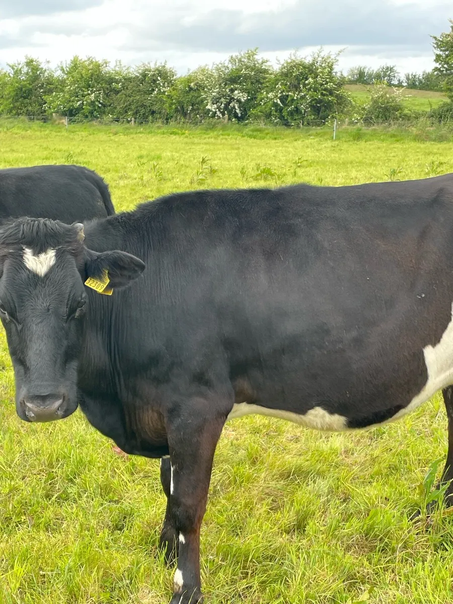 In calf friesan in calf heifers - Image 3