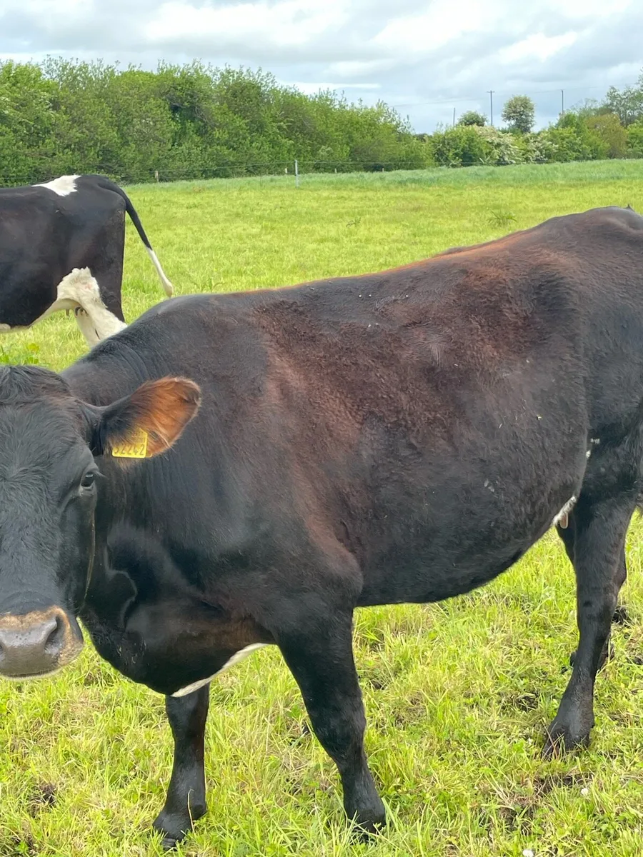 In calf friesan in calf heifers - Image 4