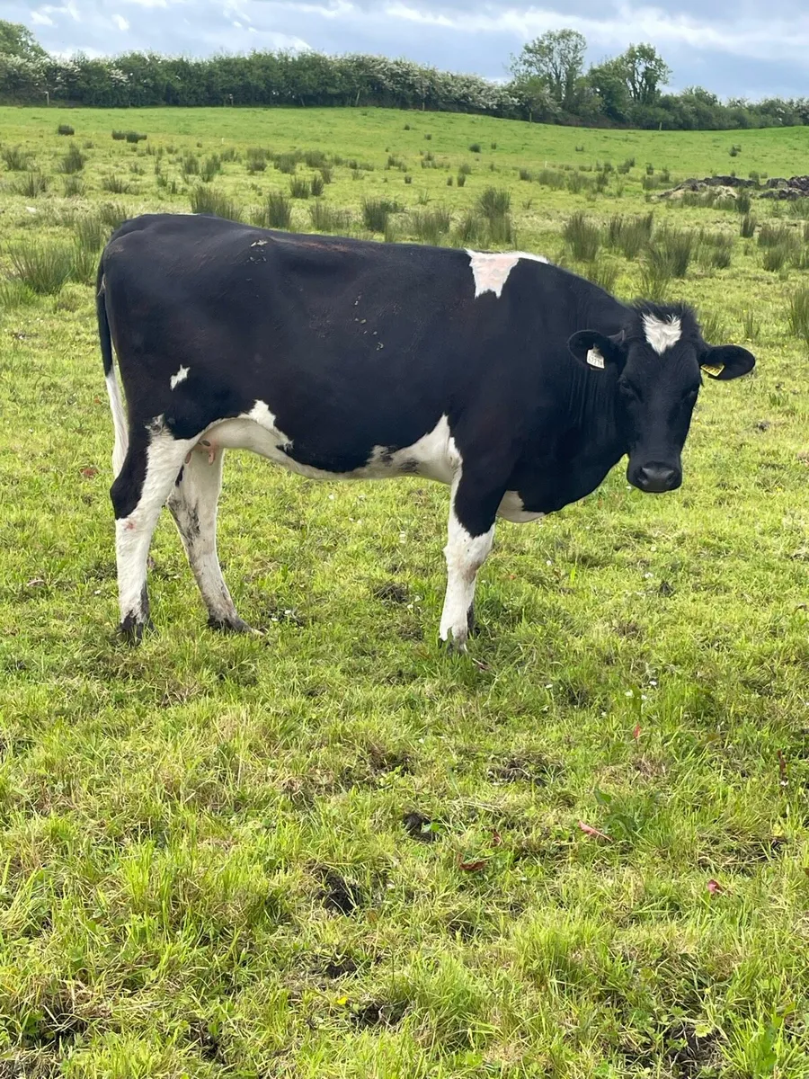 In calf friesan in calf heifers - Image 1
