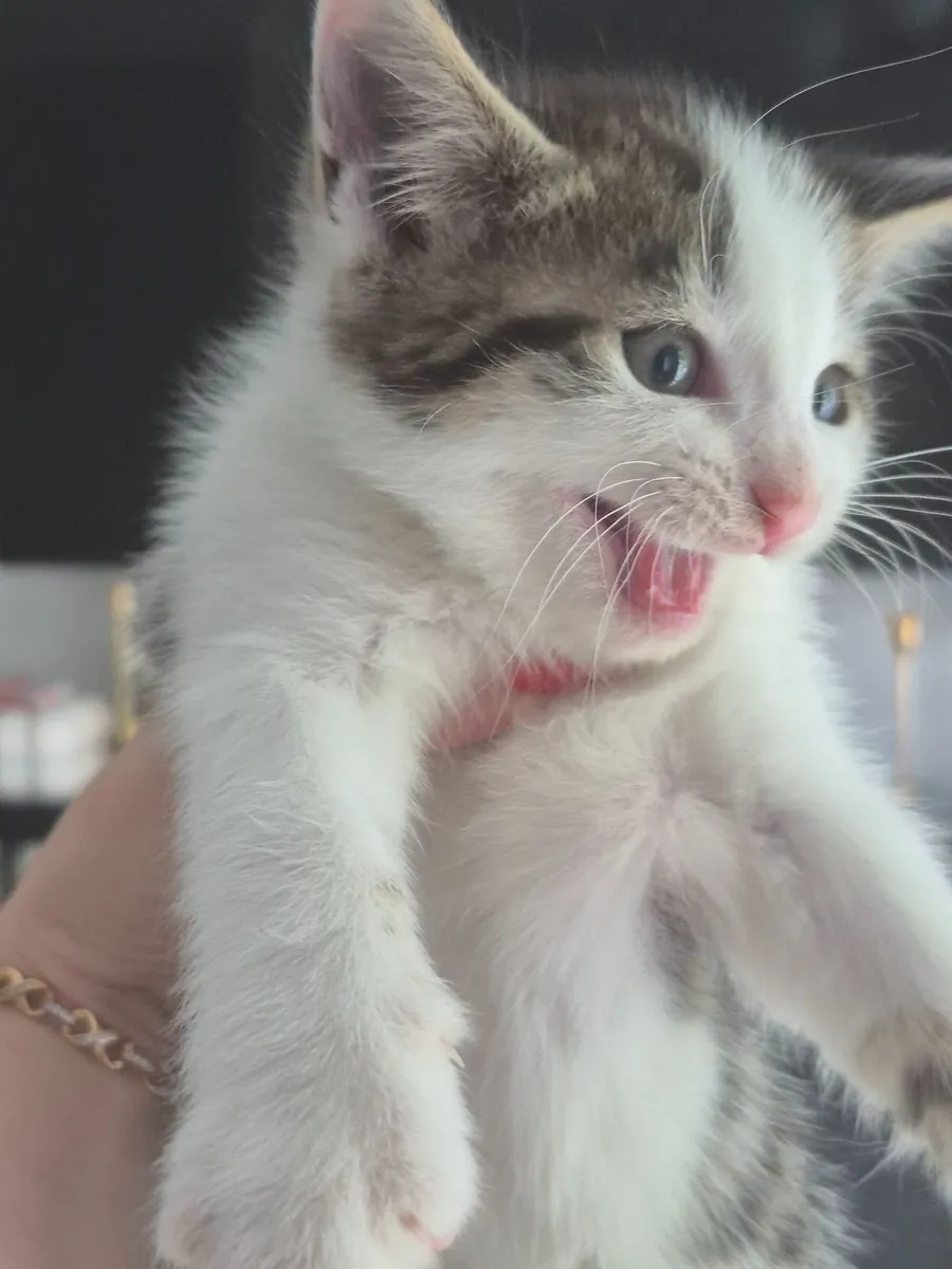 Sweet Kittens Ready for Their New Adventure - Image 4