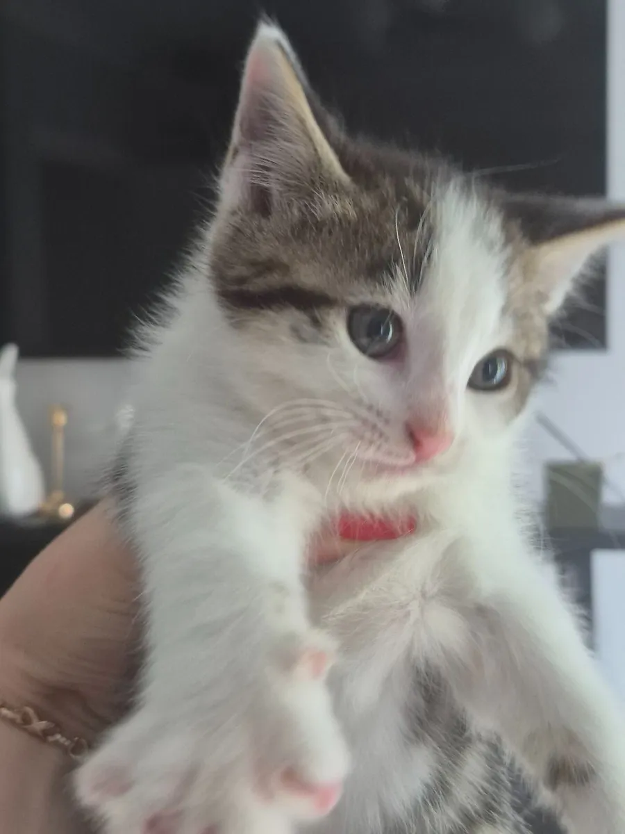 Sweet Kitten Ready for a New Adventure - Image 1