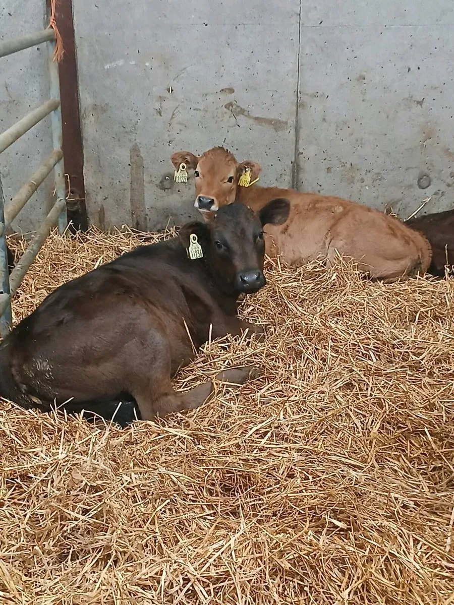6 Reared Heifer Calves On Once A Day - Image 1