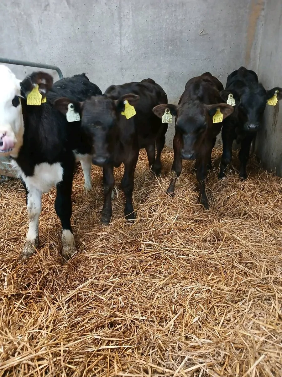 6 Reared Heifer Calves On Once A Day - Image 2