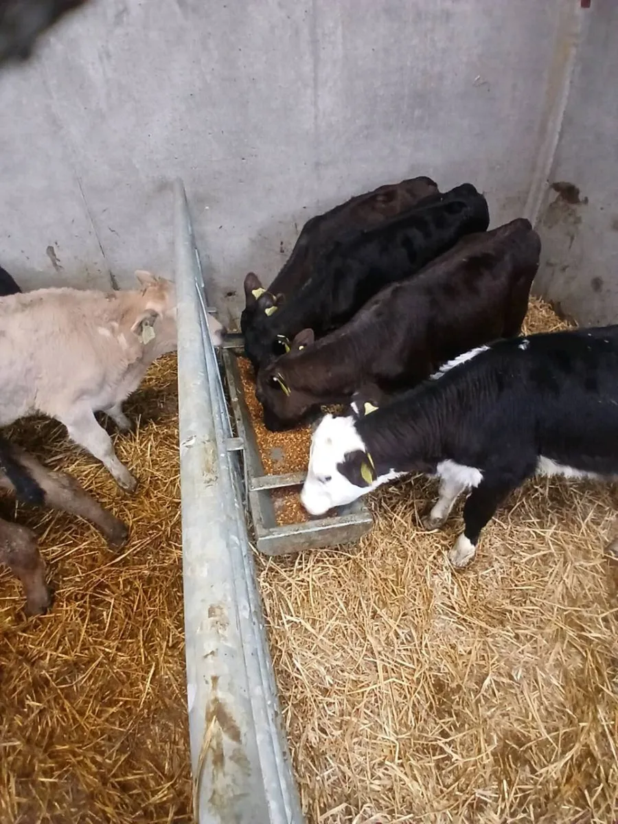 6 Reared Heifer Calves On Once A Day - Image 3