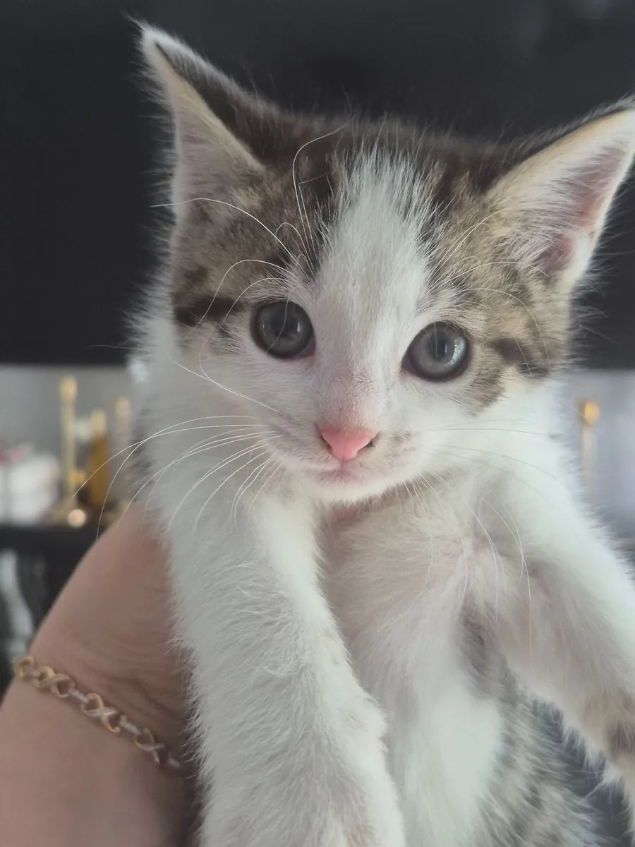 Sweet Kitten Ready for a New Adventure - Image 4