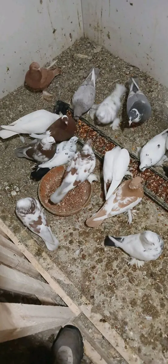 54 tumbler pigeons