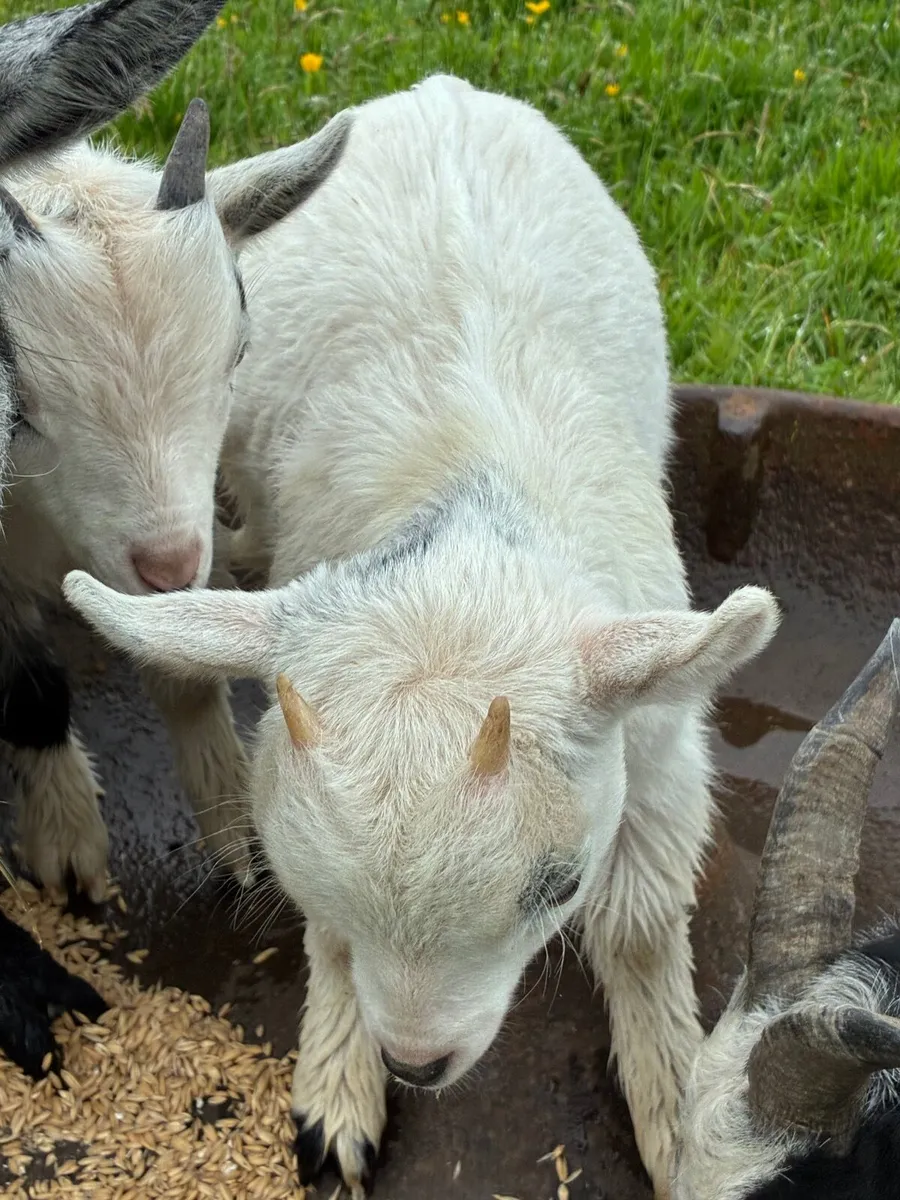 Pygmy goats - Image 4