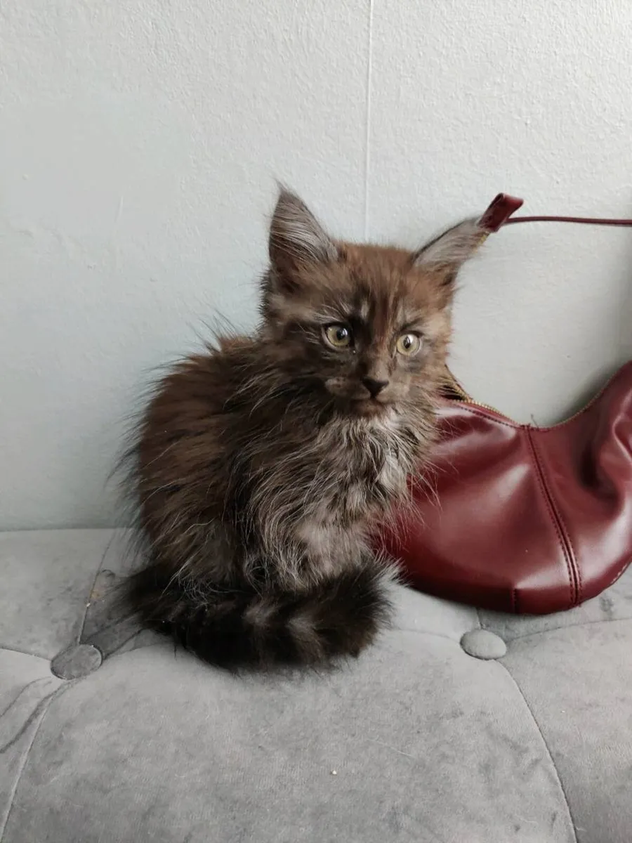 Gone 🖤 Stunning Smoky Maine Coon crossed Kitten - Image 1
