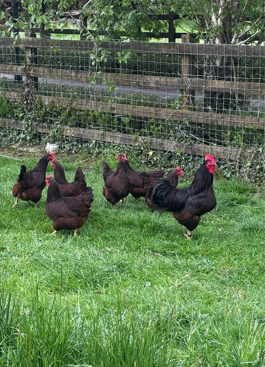 Fertile eggs + poultry - Image 1