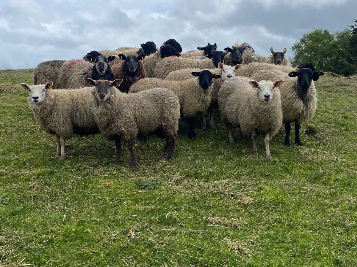 18 Super Breeding Ewe Hoggets - Image 3