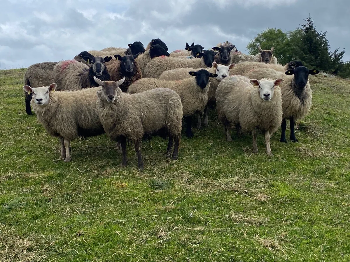 18 Super Breeding Ewe Hoggets - Image 4