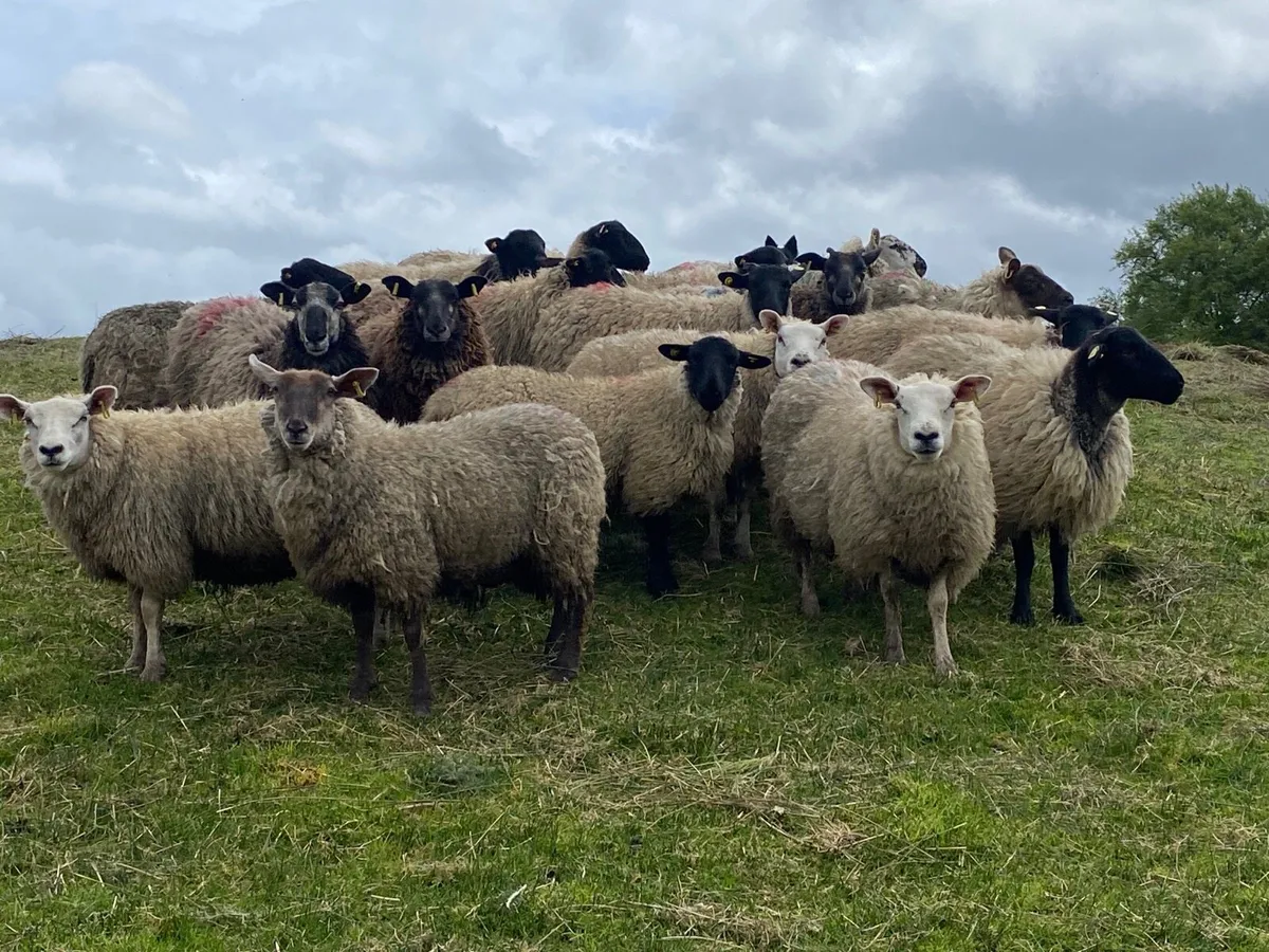 18 Super Breeding Ewe Hoggets - Image 2