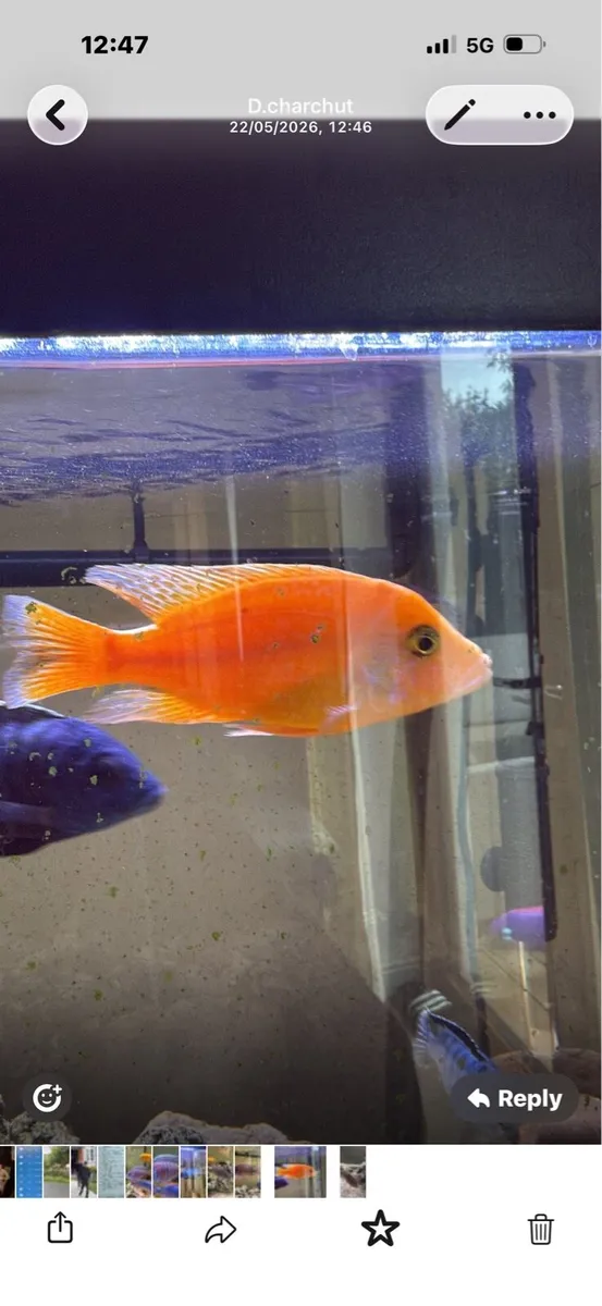 Cichlid fish - Image 1