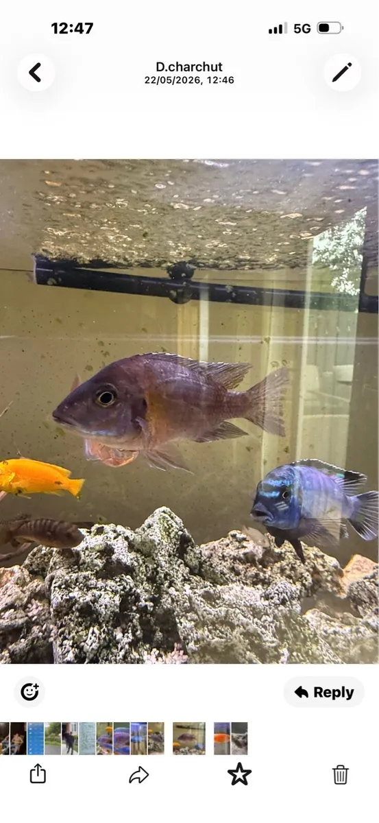 Cichlid fish - Image 2