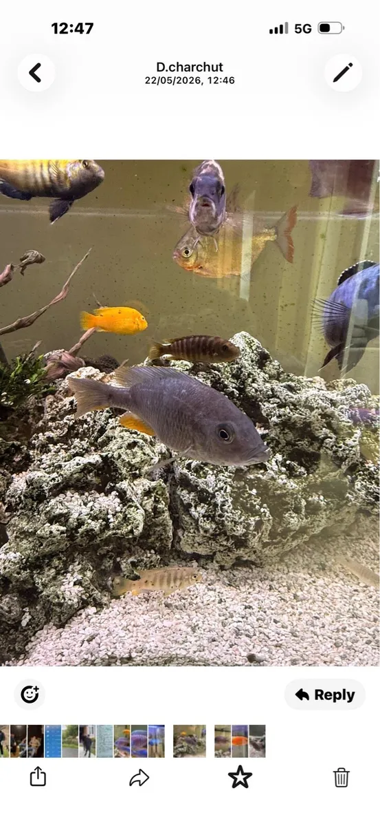 Cichlid fish - Image 3