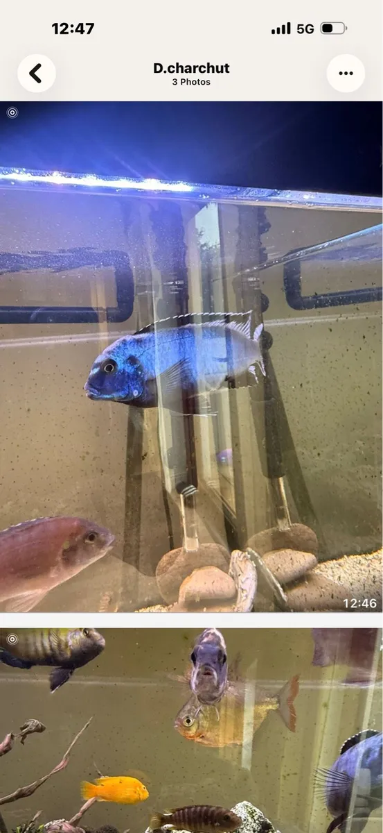 Cichlid fish - Image 4