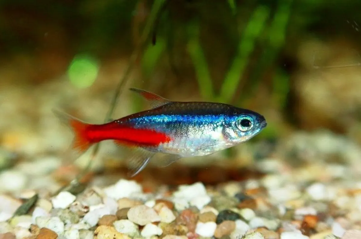Blue Neon Tetra - Image 1