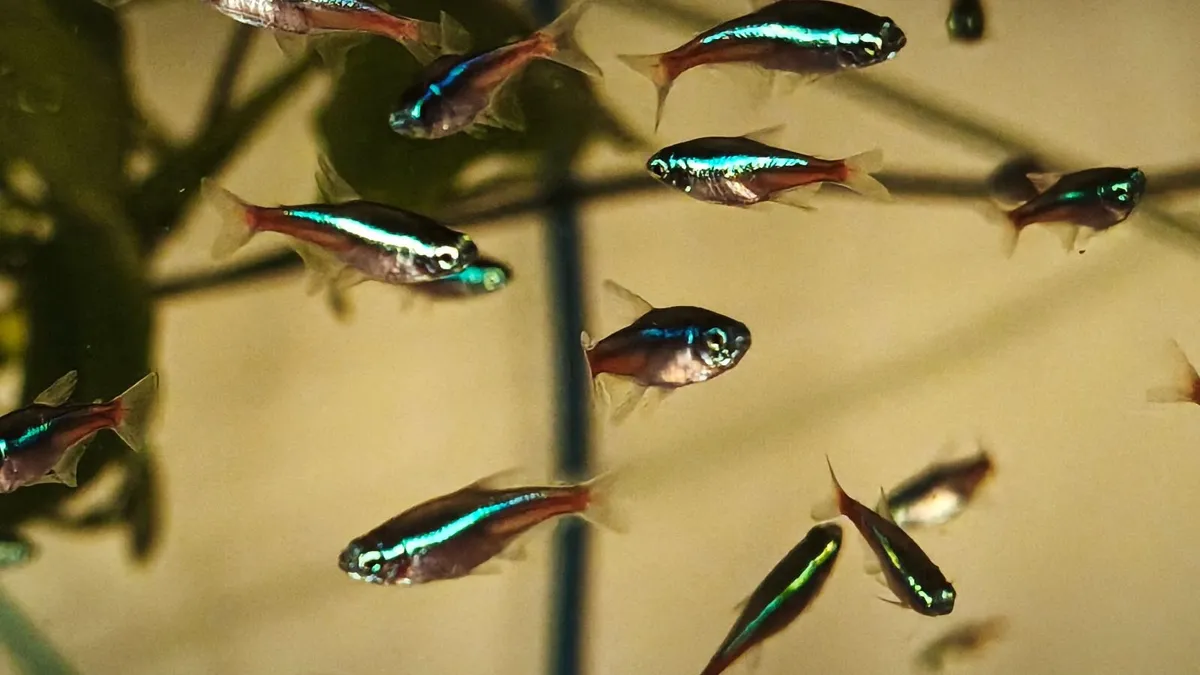 Blue Neon Tetra - Image 2