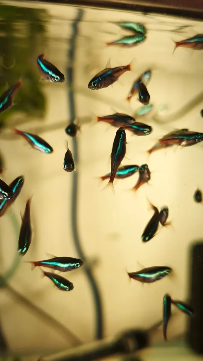 Blue Neon Tetra - Image 3