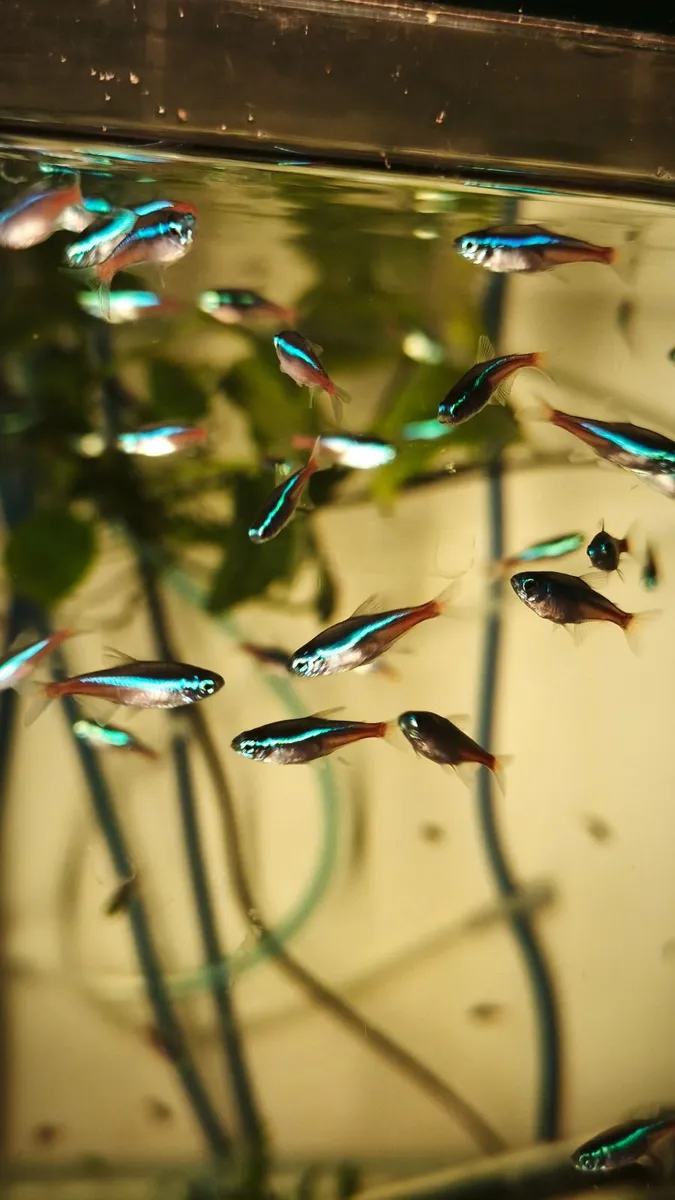 Blue Neon Tetra - Image 4
