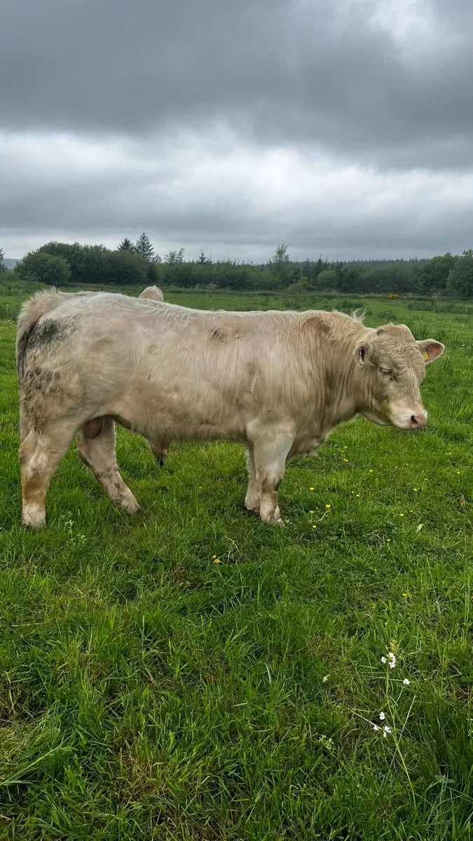 3 purebred registered charlaois bulls for sale - Image 2