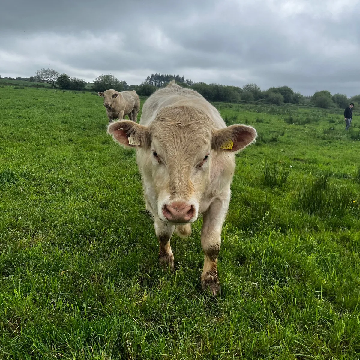 3 purebred registered charlaois bulls for sale - Image 4