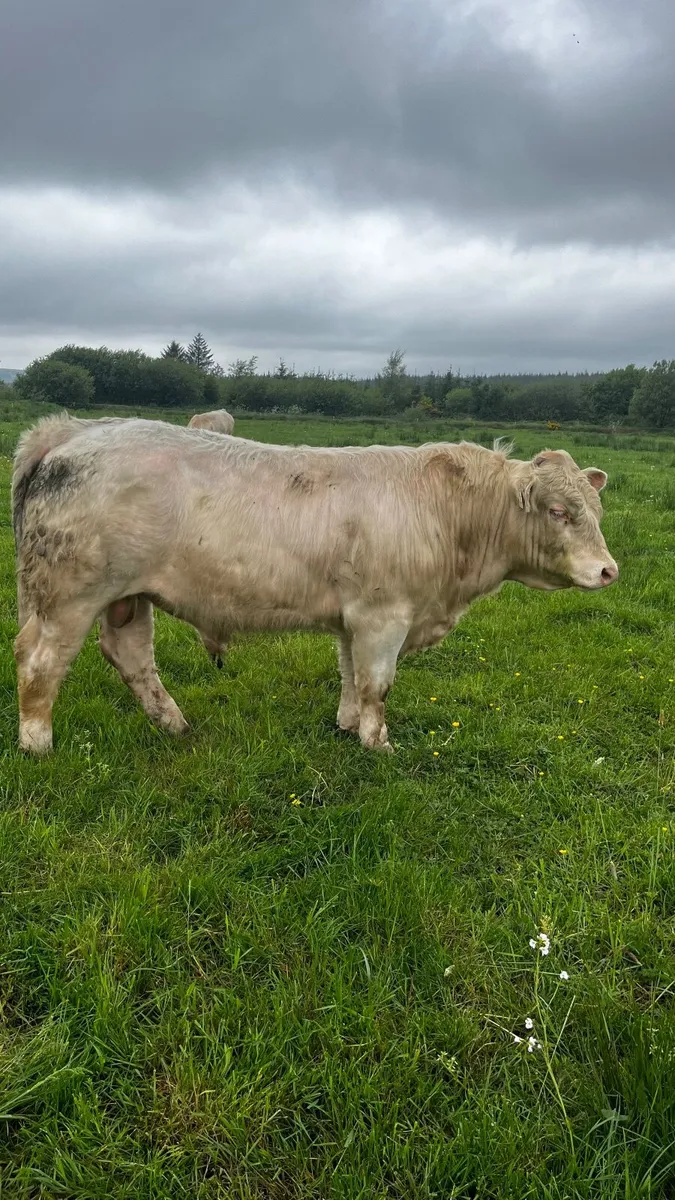 3 purebred registered charlaois bulls for sale - Image 3