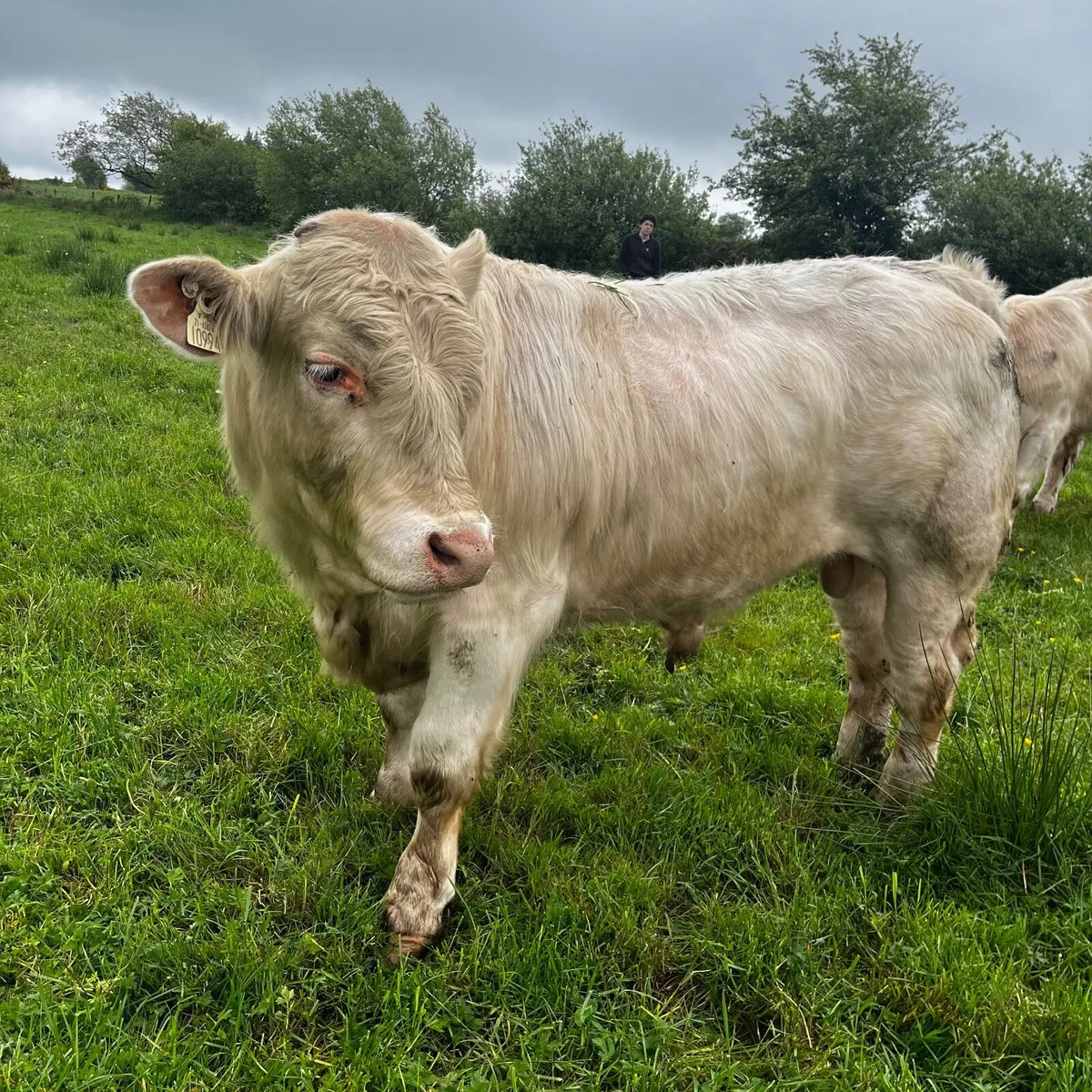 3 purebred registered charlaois bulls for sale - Image 1