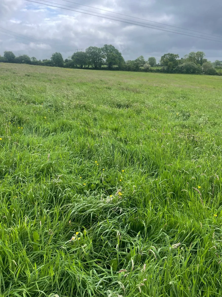 Silage for sale