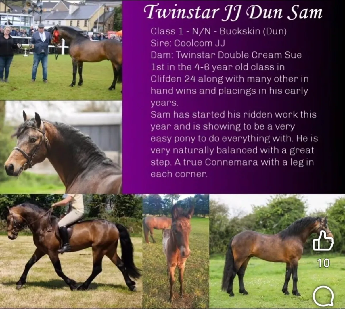 Connemara Stallions available at stud - Image 1