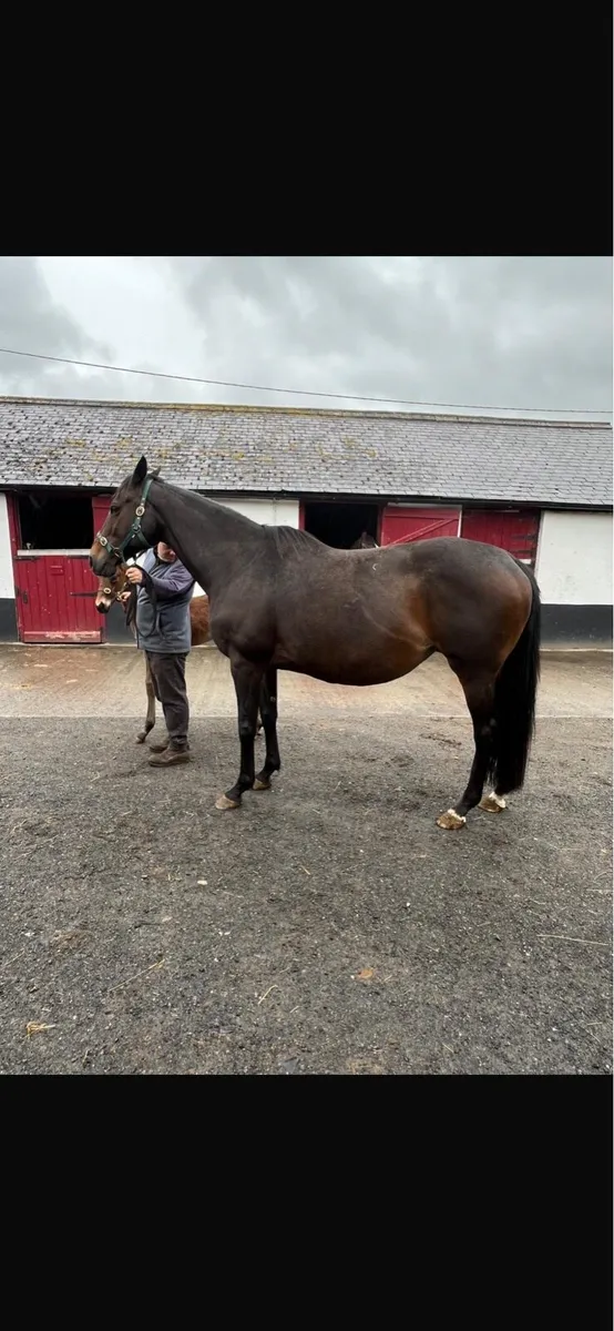 NH Thoroughbred broodmare with Colt Foal - Image 1