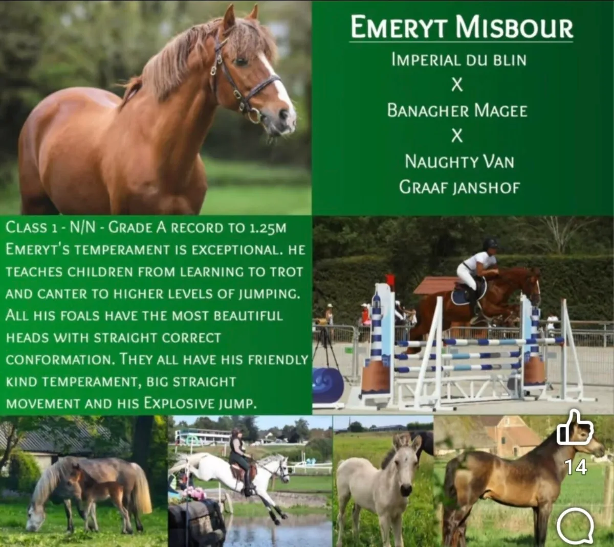 Connemara Stallions available at stud - Image 2