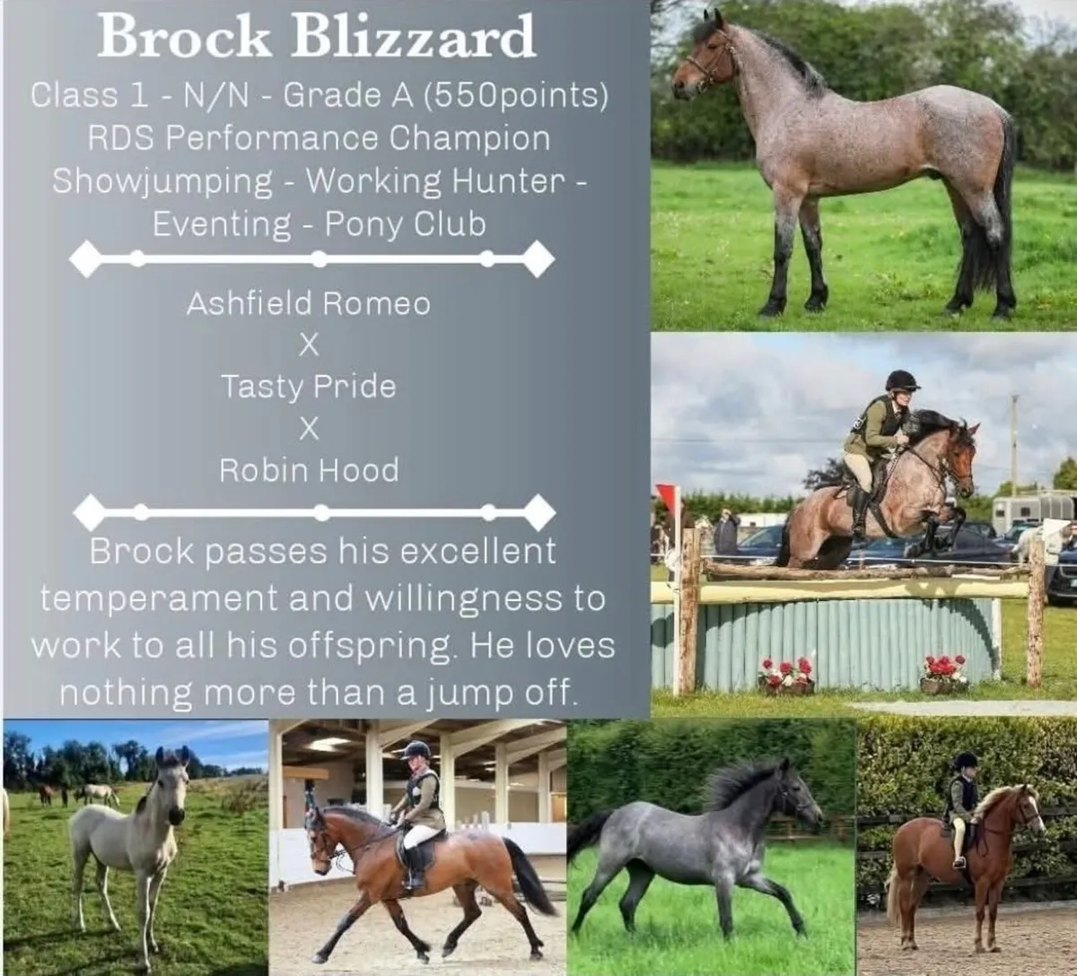 Connemara Stallions available at stud - Image 3
