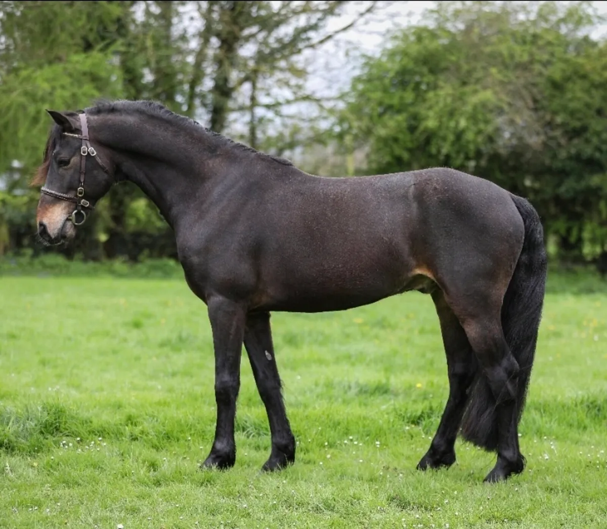 Connemara Stallions available at stud - Image 4