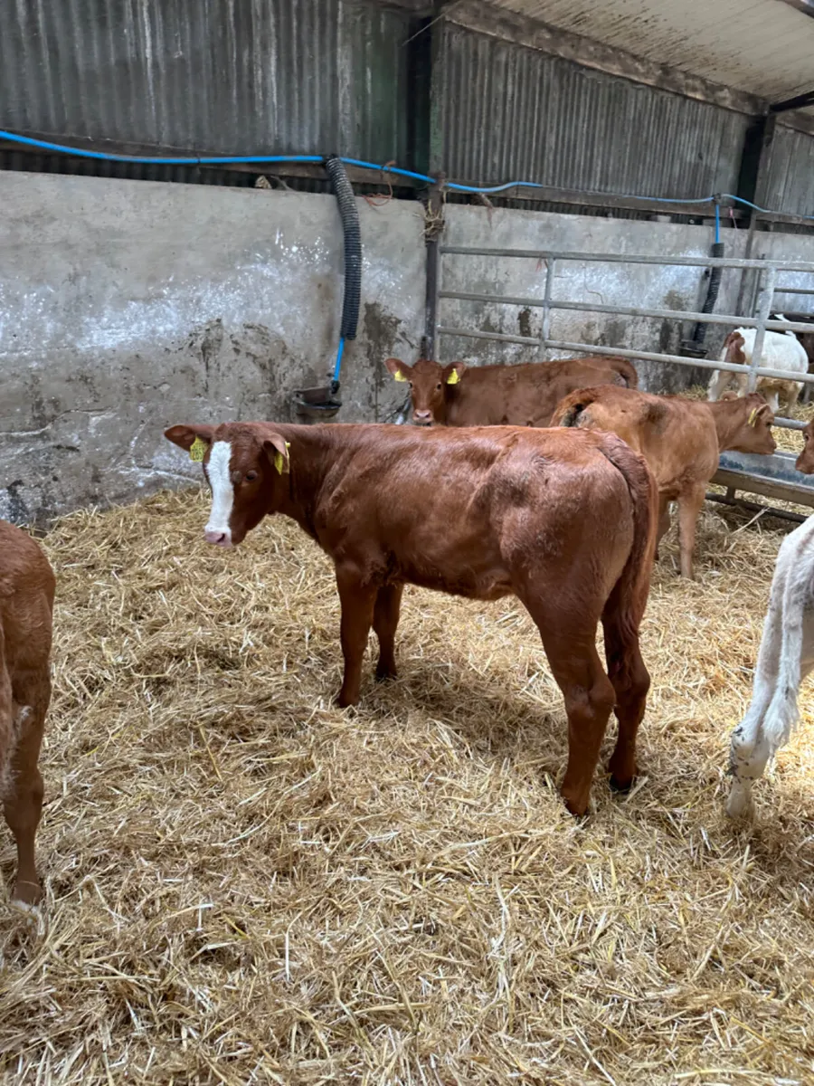Lim and Charolais heifers - Image 2