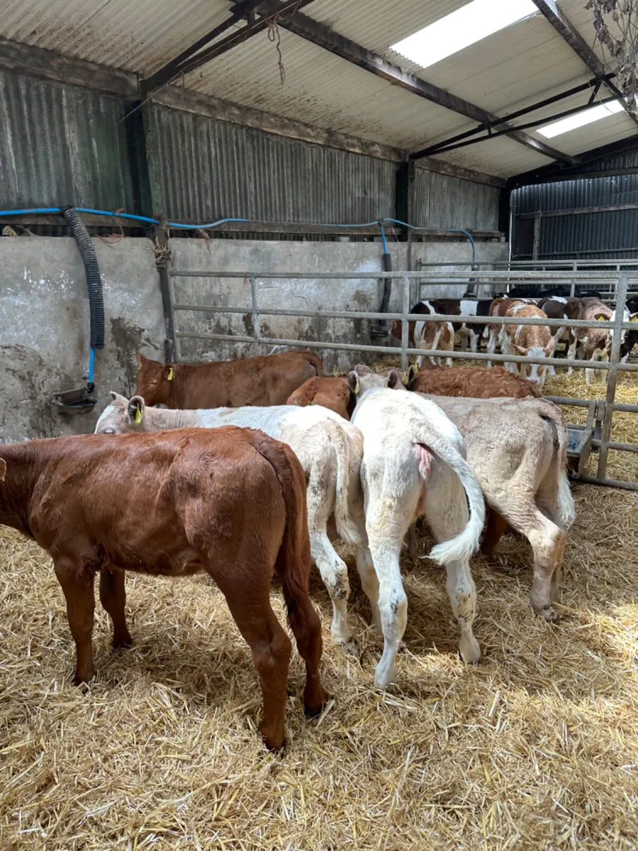 Lim and Charolais heifers - Image 3