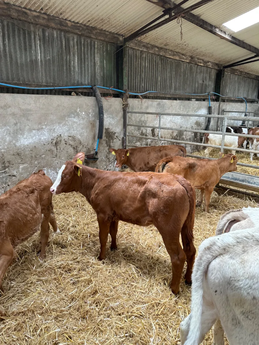 Lim and Charolais heifers - Image 1