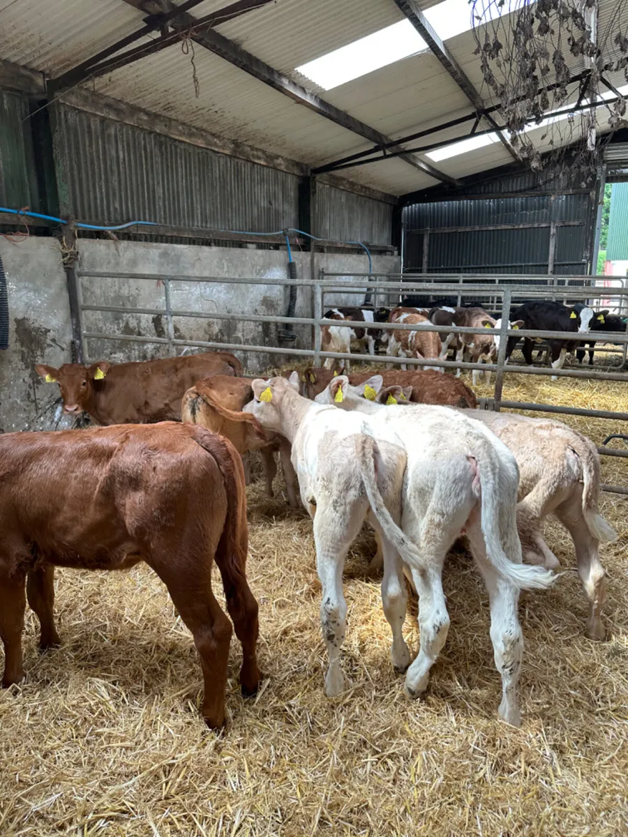 Lim and Charolais heifers - Image 4